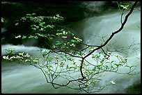 Tree Branch and Water